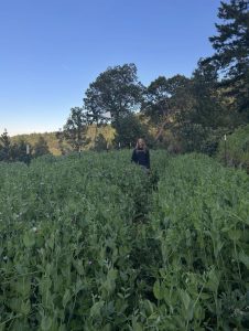 Cover Crops