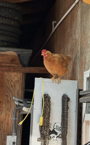 Last Hen Standing