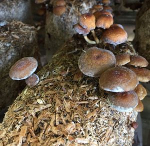 Mushroom Blocks