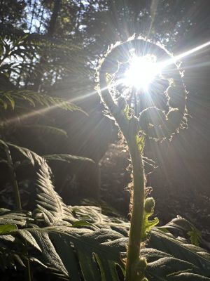 Conscious Creation
